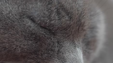 close-up of a gray cat's face