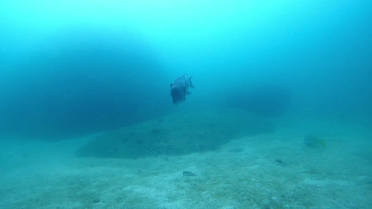 Mexican Hogfish Swimming In The Sandy Bottom Of Blue Sea. - underwater
