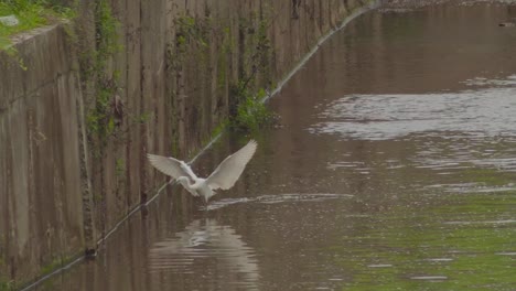 Little-Egret-catching-fish-in-a-pond-water