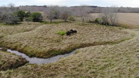 drone flying backwards showing a field with horses