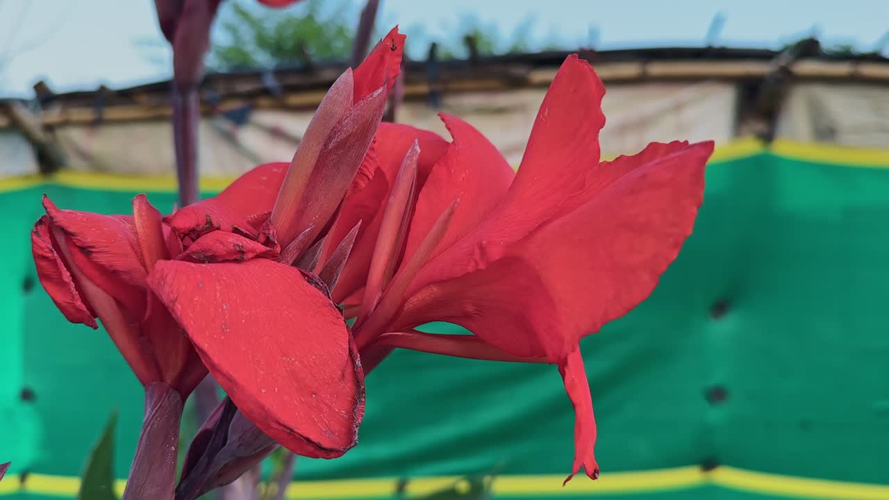 A close-up of the vibrant red Canna indica flower illuminated by sunlight, highlighting its delicate petals and tropical beauty. Ideal for botanical studies, documentaries, and nature visuals