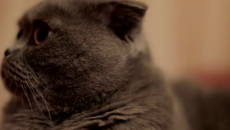 gato británico de pelo corto de primer plano