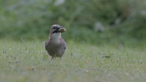 eurasian jay picking up acorns for winter and swallows them