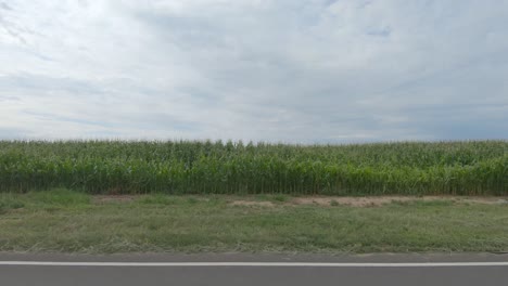 a rural drive with rows of tall corn