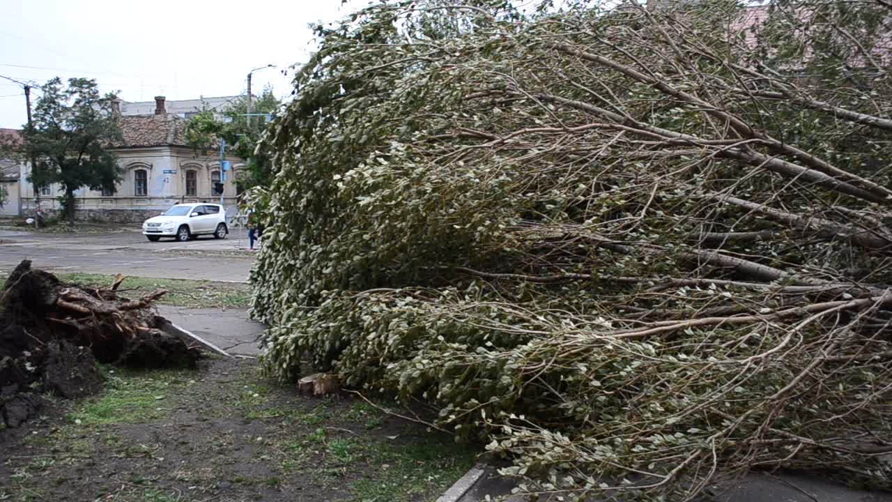 Die Stadt nach einem Hurrikan. Menschen gehen auf den Straßen. Umgestürzte Bäume auf der Straße, Kabel.