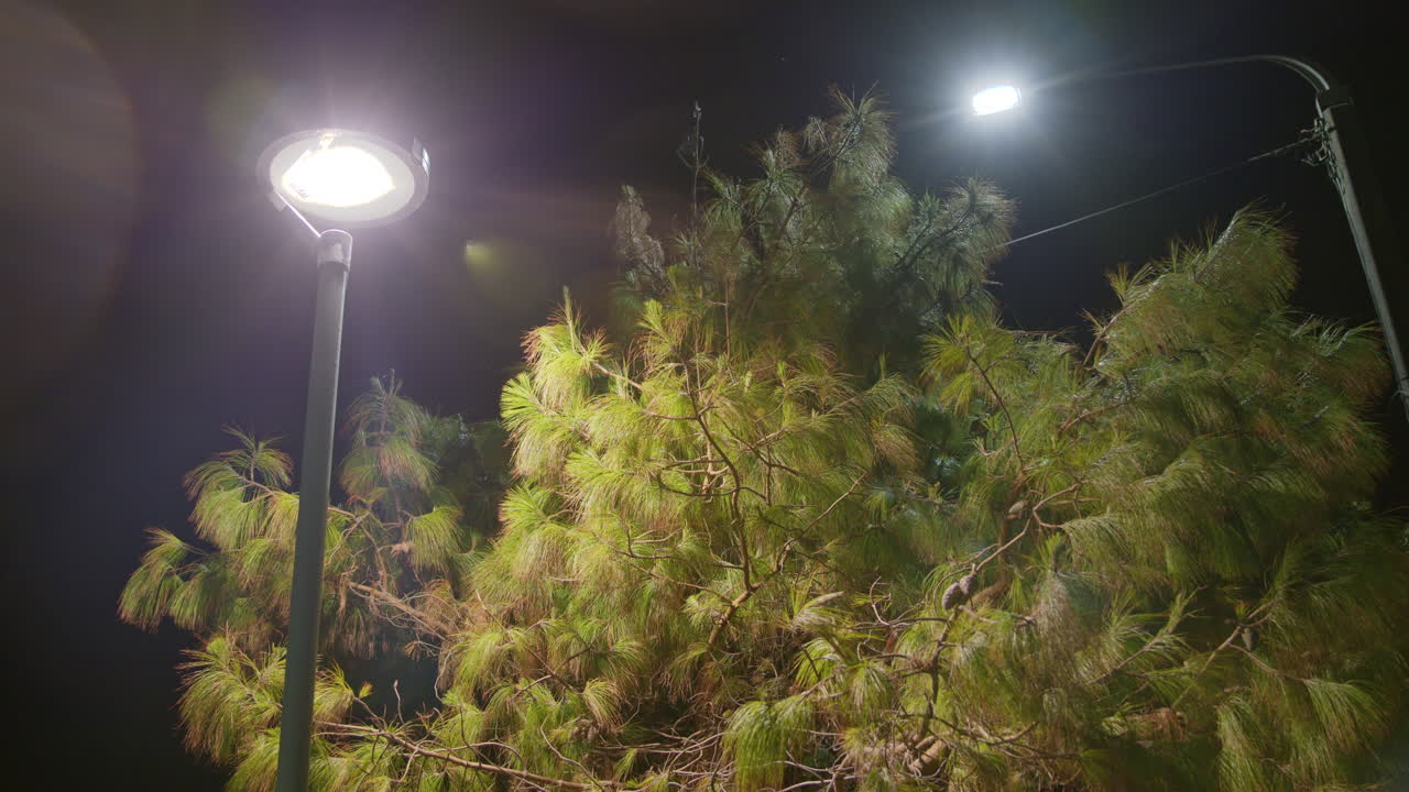뉴질랜드의 빈 동네에서 나무로 둘러싸인 밤의 가로등