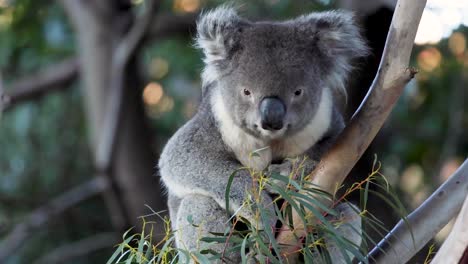 koala munching on eucalyptus leaves in melbourne zoo