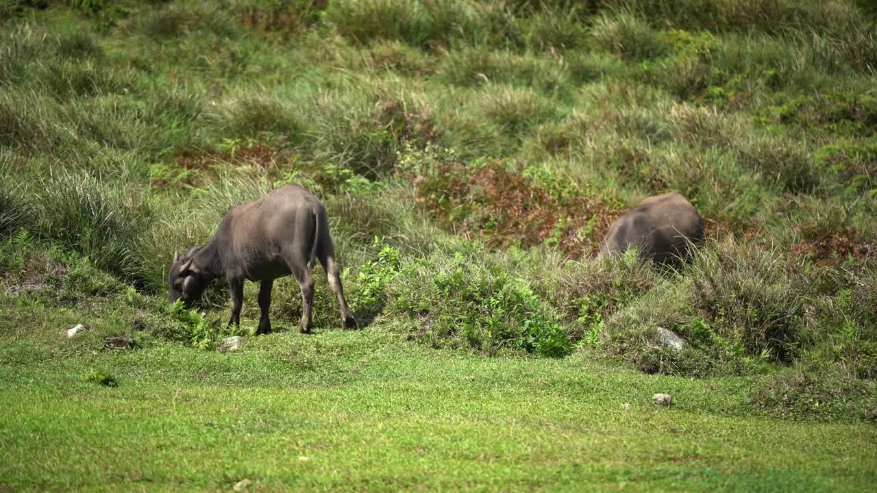 Two Cattles Eating Grass in Qingtiangang Grass Field