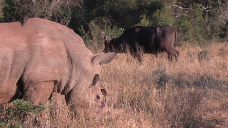 Nashorn-Weidet-Mit-Büffel-Im-Afrikanischen-Wildpark