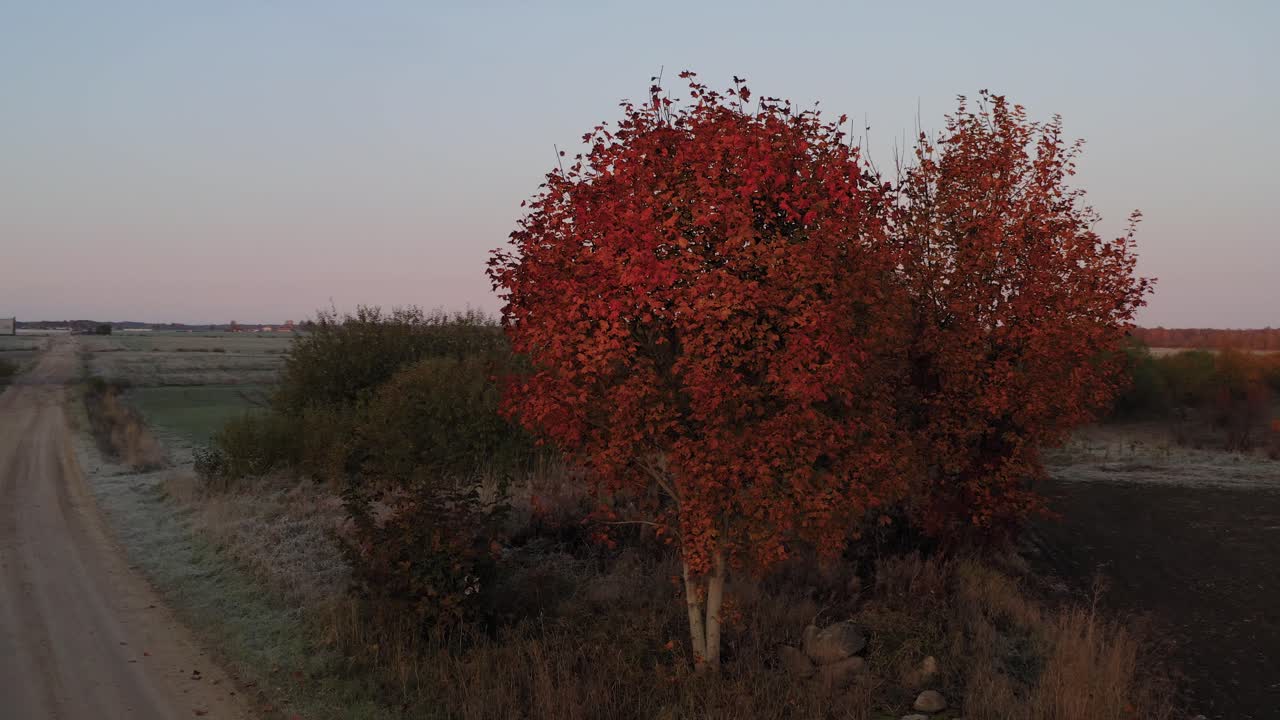 hermosas imágenes de la puesta de sol sobre los árboles en eslovaquia con un largo camino y la naturaleza escénica alinea árboles - tiro rodante