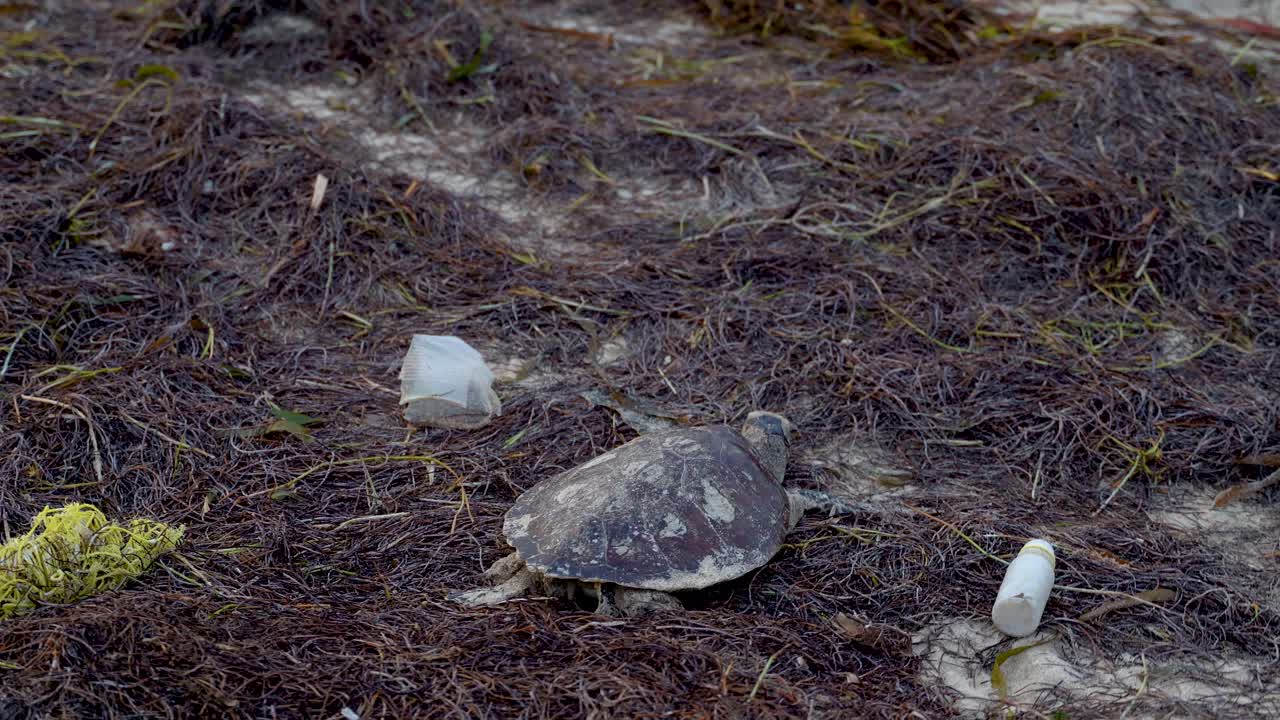 플라스틱 쓰레기로 둘러싸인 해초의 해변에서 죽은 바다거북의 터닝샷