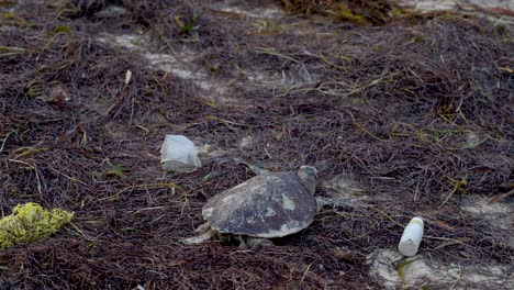 tiro giratorio de tortuga marina muerta en una playa de pastos marinos rodeada de basura plástica