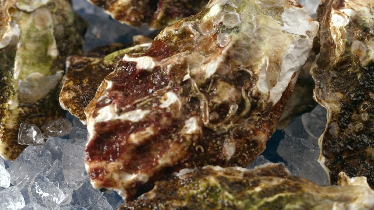 Verse oesters op ijs