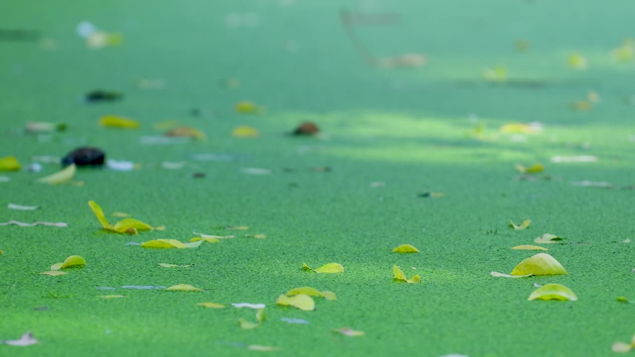 Duckweed and Fallen Leaves on Water