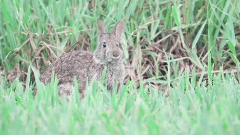 conejo de pantano comiendo hojas entre hierba verde