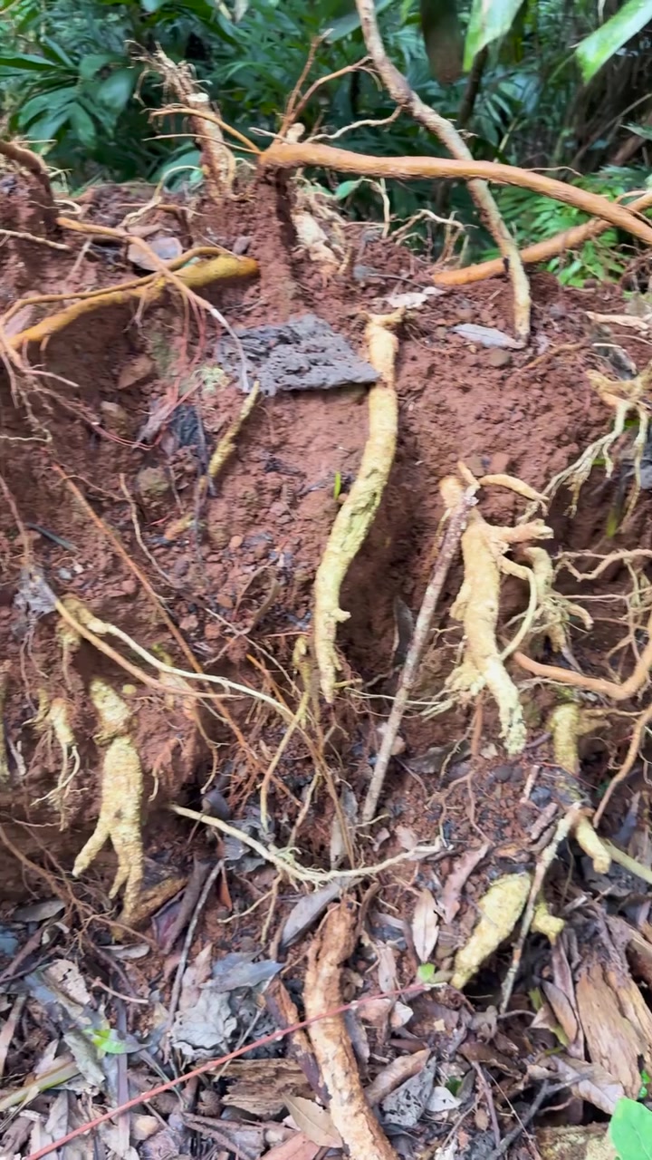 Exposed Roots of an Uprooted Tree in a Tropical Forest