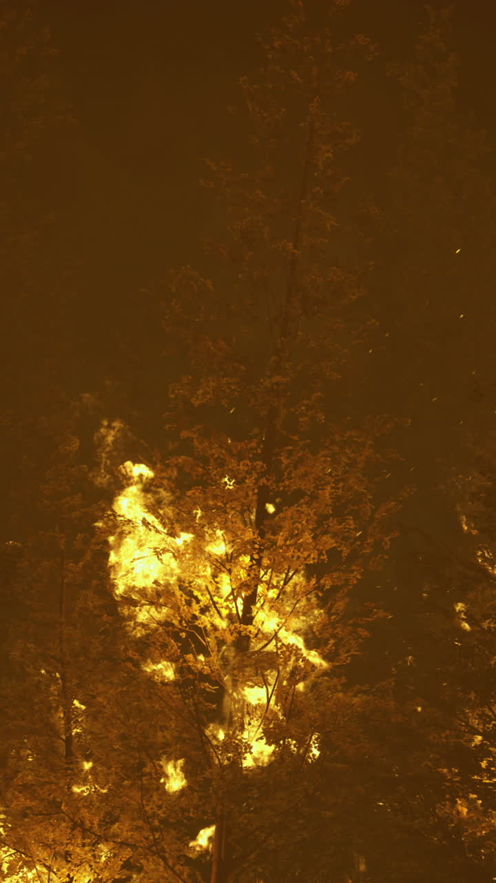 Flames engulf towering trees as wildfire spreads across a dense forest at night