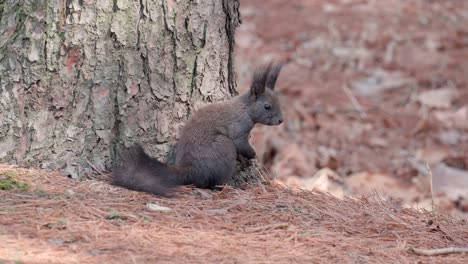 eurasian grey squirrel sitting up next to pine trunck with paws together