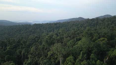 tropical rainforest stretching across undulating hills under a soft morning sky.