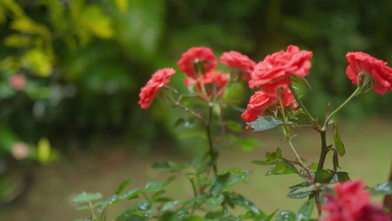 Close-up de Rosas Vermelhas em um Dia Chuvoso com Gotas Caindo ao Fundo