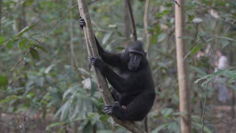 ein freier, wilder affe sitzt auf einem baum im dschungel und schaut sich neugierig um