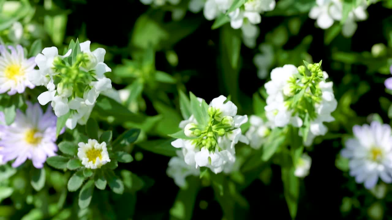 Detailed view of vibrant purple and white asters surrounded by lush green foliage.