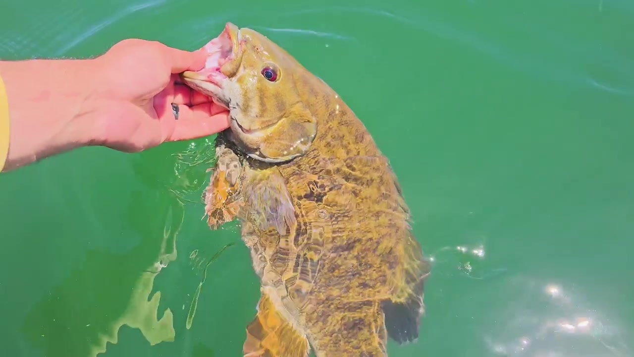 Released smallmouth bass turns away in the lake beside a boat, with circular ripples, sunlight on scales, and calm outdoor sport fishing atmosphere in summer.