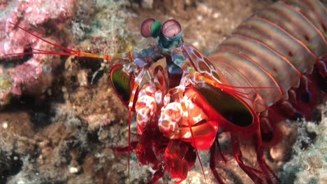 smashing mantis shrimp