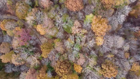 Vista-Aérea-De-Arriba-Hacia-Abajo-Del-Bosque-Otoñal-Con-árboles-Verdes-Y-Amarillos---Bosque-Mixto-Caducifolio-Y-Conífero-Durante-La-Temporada-De-Otoño---órbita-De-Drones