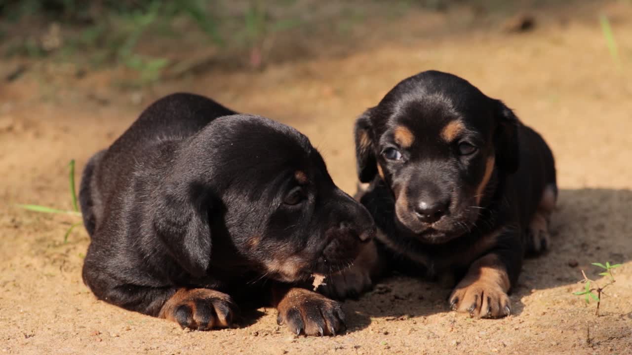 Akşam ışığının vurduğu kum zeminde, iki haftalık, gözlerini yeni açmış ve çevreye zar zor bakan, kardeş erkek ve genç dişi Dachshund yavruları.