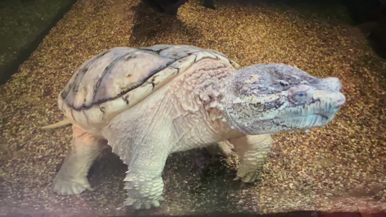 An old snapping turtle in an aquarium