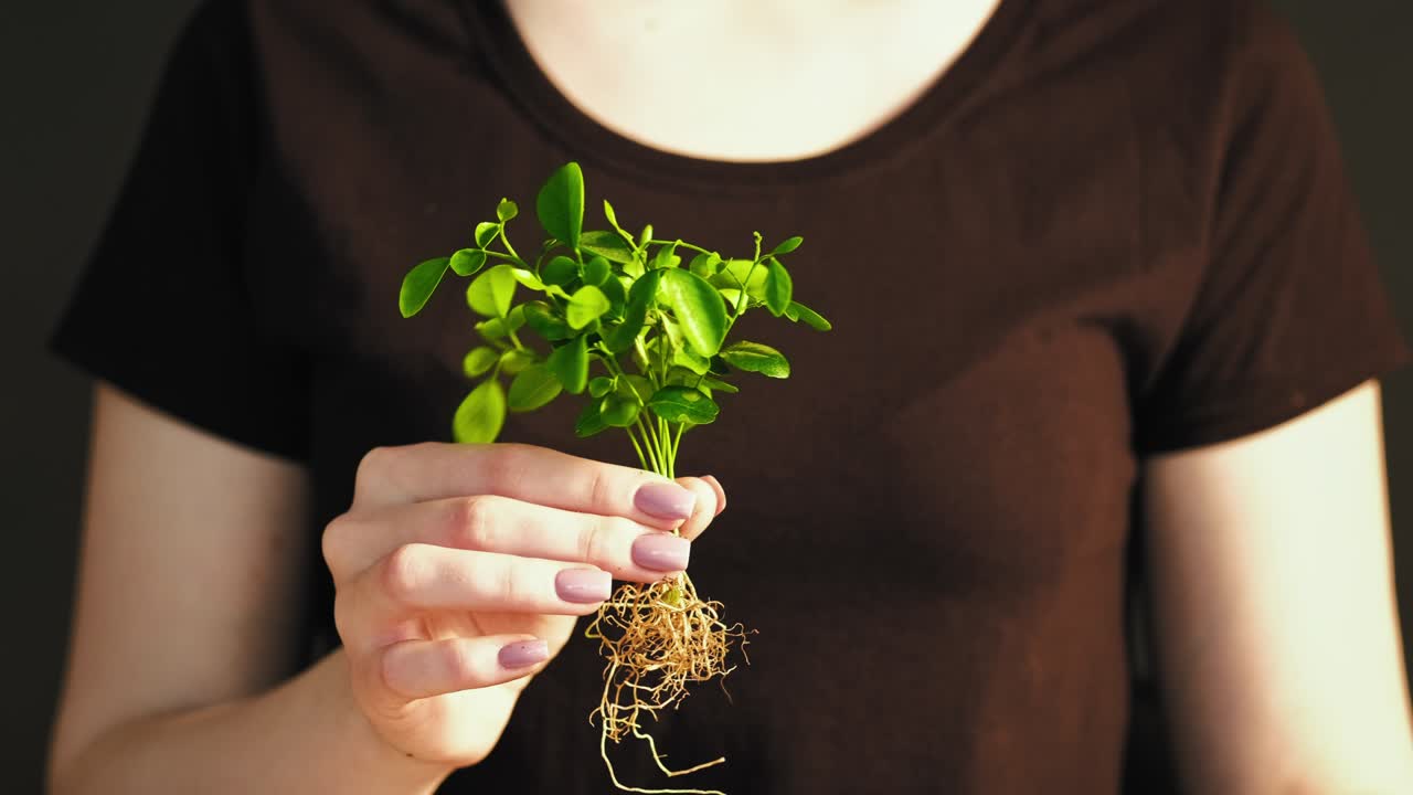 crecimiento de la planta conservación del bosque brote verde de la mano