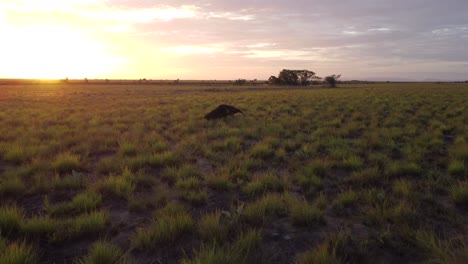 oso hormiguero gigante atrapado en un dron durante la puesta de sol