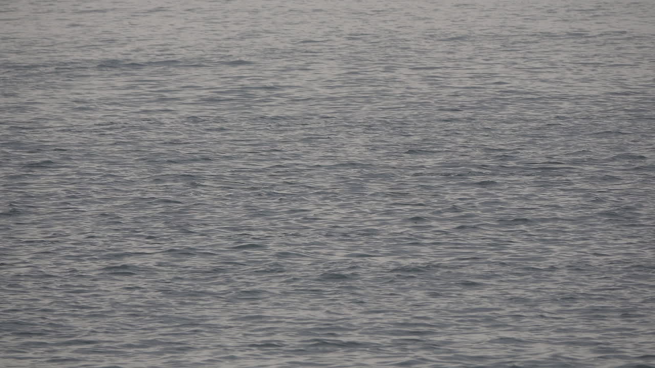 짝짓기 행동에 종사하는 돌고래는 바다에서 점프하고 장난치며 놀다