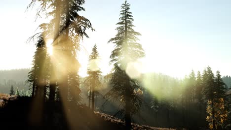 Frühes-Morgenlicht-Und-Nebel-Treiben-Durch-Die-Bäume