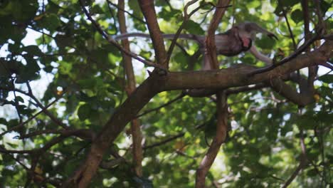 Mother-Monkey-Jumping-Away-With-Her-Cub-To-Another-Tree