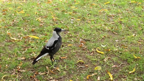 una urraca caminando por la hierba en el museo de melbourne