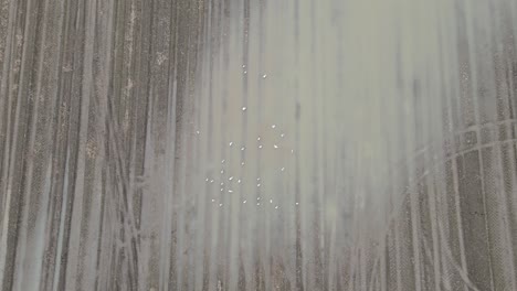 Top-Down-View-Of-Flock-Of-Seagulls-Feeding-On-Flooded-Field