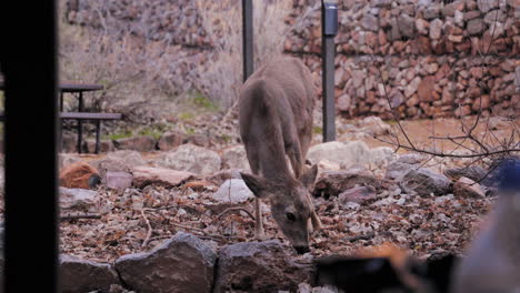 Young-deer-eating-grass-in-a-campsite,-animal-portrait