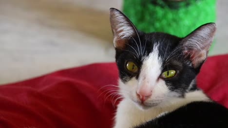 bored felix cat stuck at home during home quarantine due to covid-19 pandemic