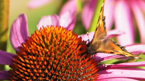 Un-Primer-Plano-Extremo-De-Una-Pequeña-Mariposa-Naranja-De-Concha-Sentada-Sobre-Una-Flor-De-Cono-Púrpura-Y-Polinizándola