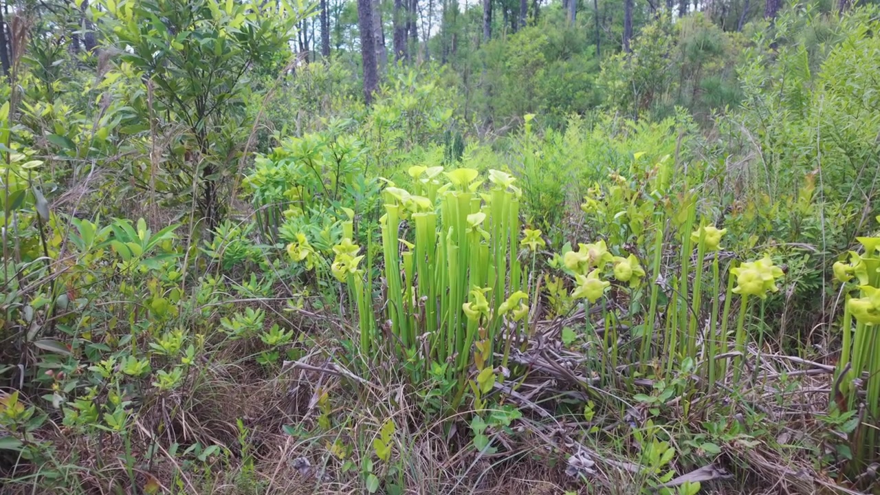 Piante carnivore che crescono nel Carolina Beach State Park, nel loro ambiente naturale.