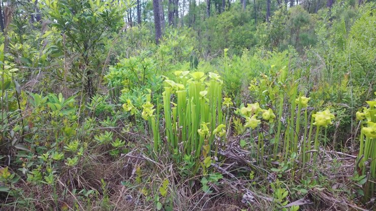 Piante carnivore che crescono nel Carolina Beach State Park, nel loro ambiente naturale.