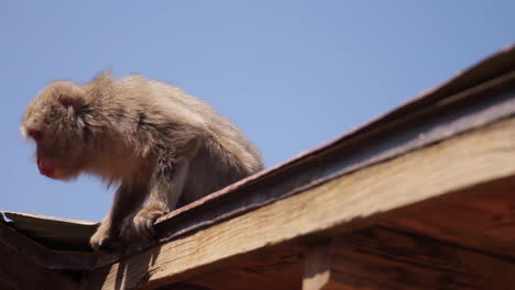 monkeys leans over roof in japan