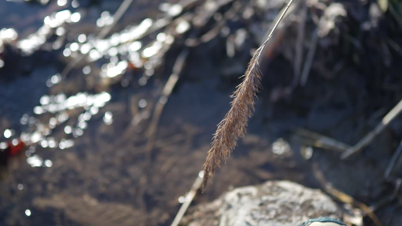 Golden reeds gently swaying in the wind by the edge of a peaceful stream, creating a tranquil and natural scene.