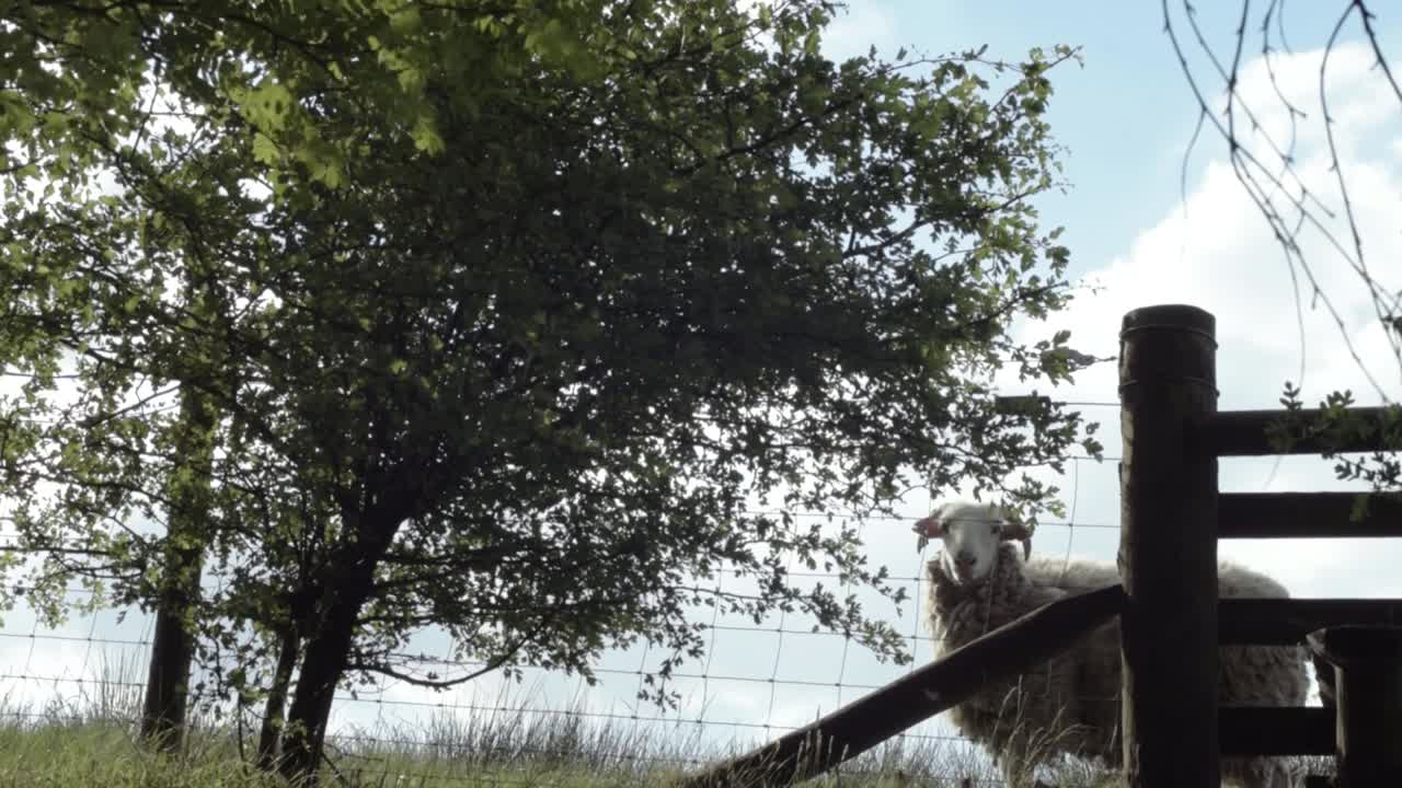 Sheep on farmland looking at camera tilting shot