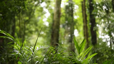 lush green foliage and towering trees in a tranquil forest setting, captured with soft natural lighting and gentle camera movement