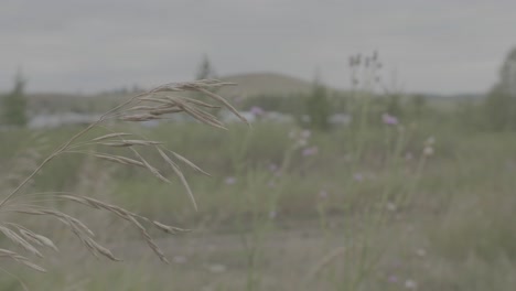 campo de hierba seca