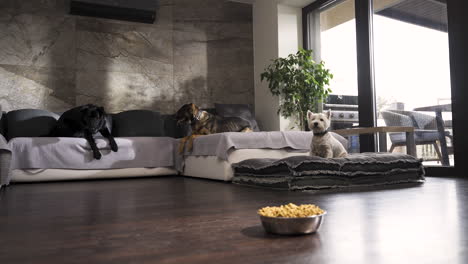 three pet dogs on sofa in design apartment, dog food bowl on the floor