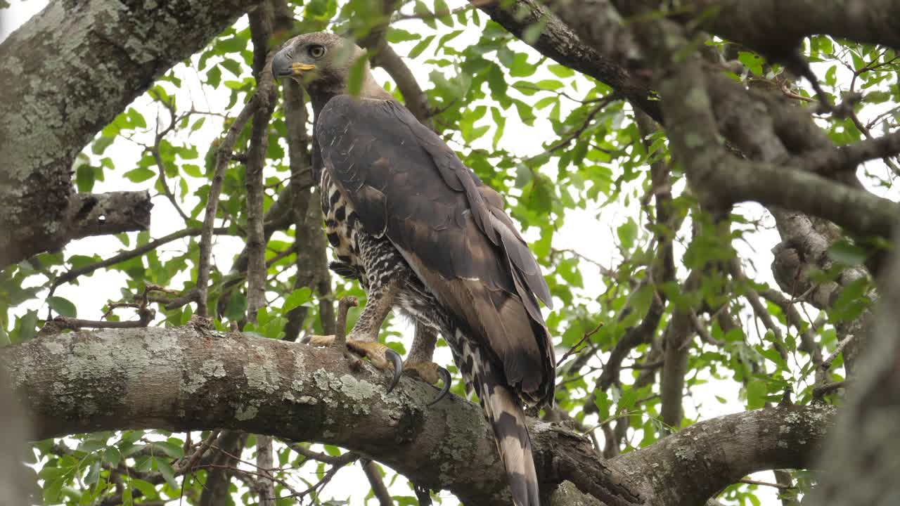 águila coronada alerta permanente en la rama de un árbol grande